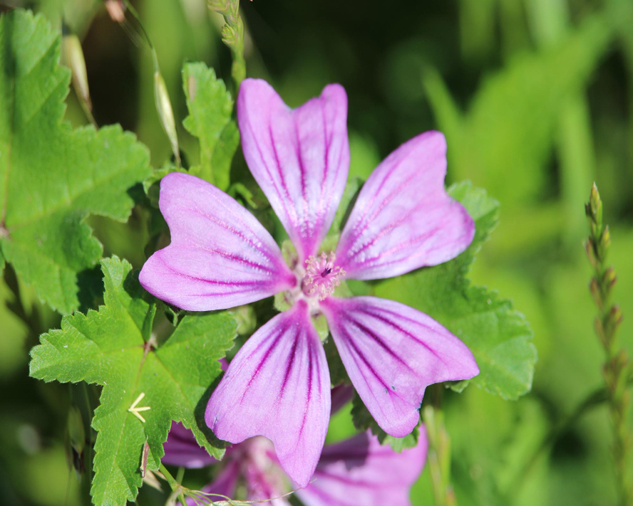 Ebegümecinin Sağlığa Faydaları ve Günlük Kullanımı