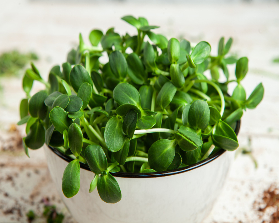 Semizotunun Faydaları: Neden Beslenme Listenize Eklemelisiniz?