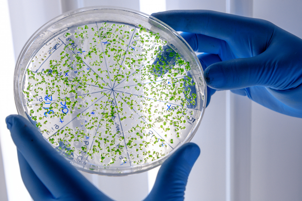 Salmonella Enfeksiyonu: Kapsamlı Rehber