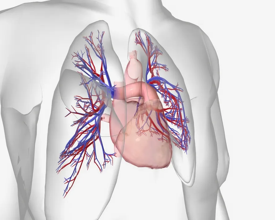 Pulmoner Hipertansiyon Nedir? Belirtileri ve Tedavisi