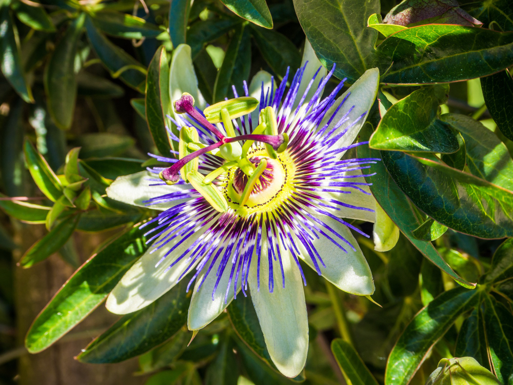 Çarkıfelek (Passiflora) Meyvesi Nedir? Faydaları Nelerdir? 