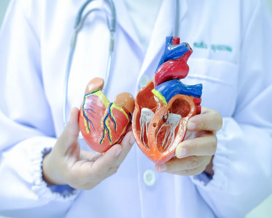 Mitral Kapak Yetmezliği Nedir? Belirtileri, Tanı ve Tedavisi
